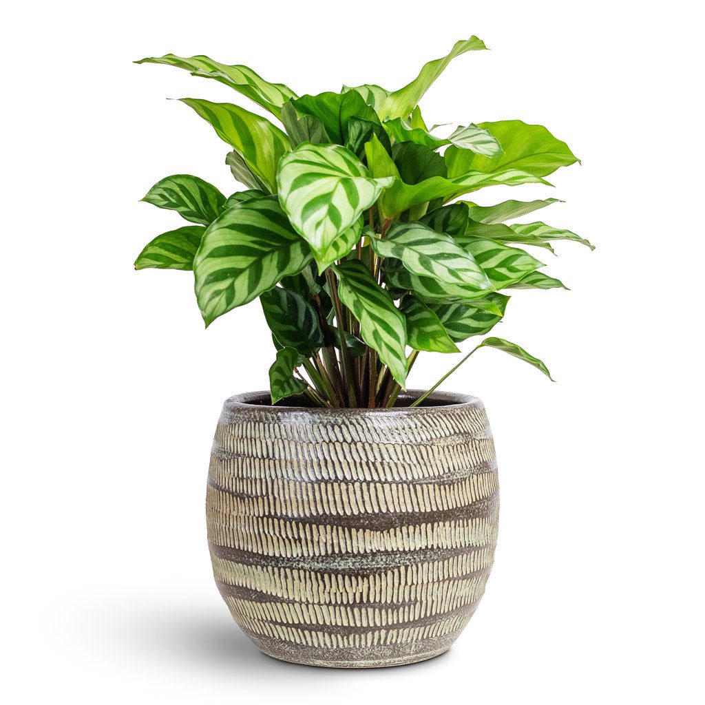 Calathea 'Freddie'