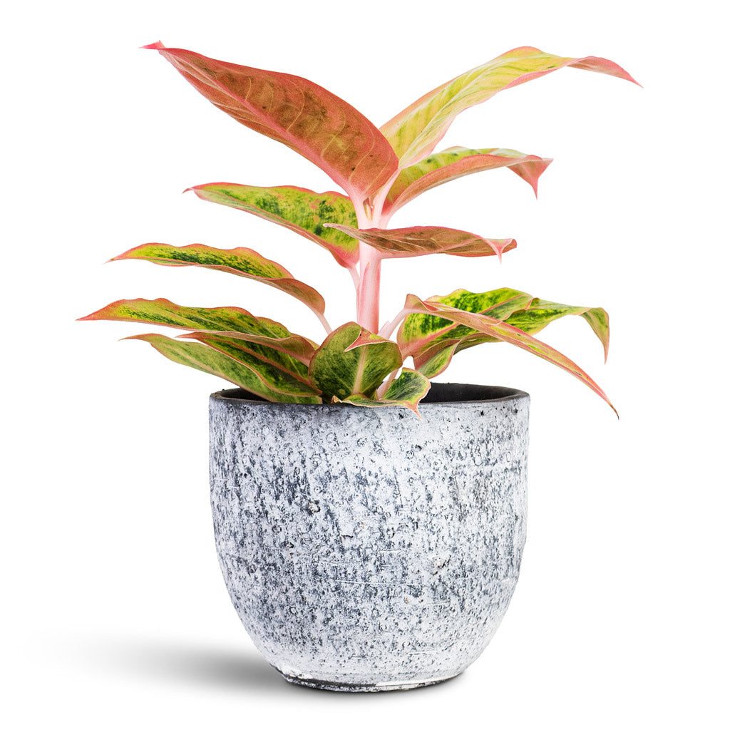 Chinese Evergreen 'Salmon Fantasy'