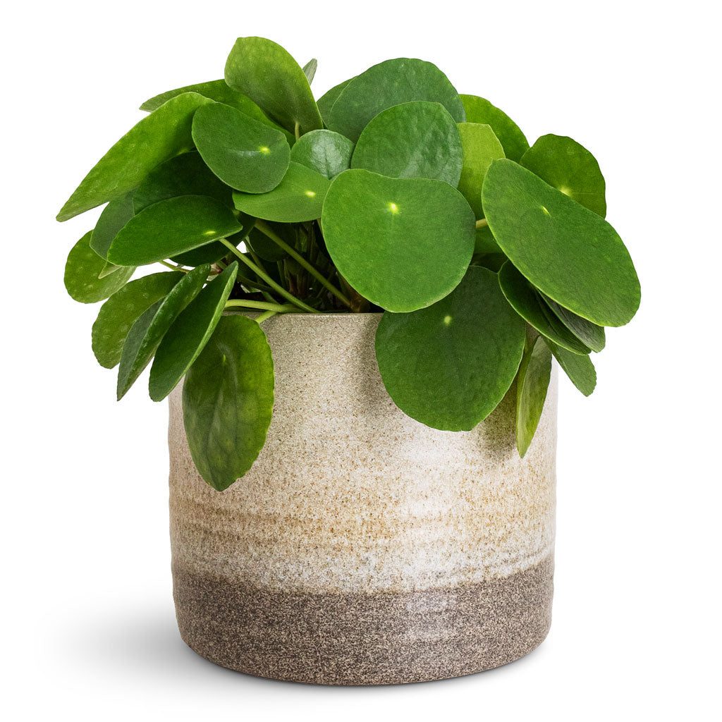 Chinese Money Plant