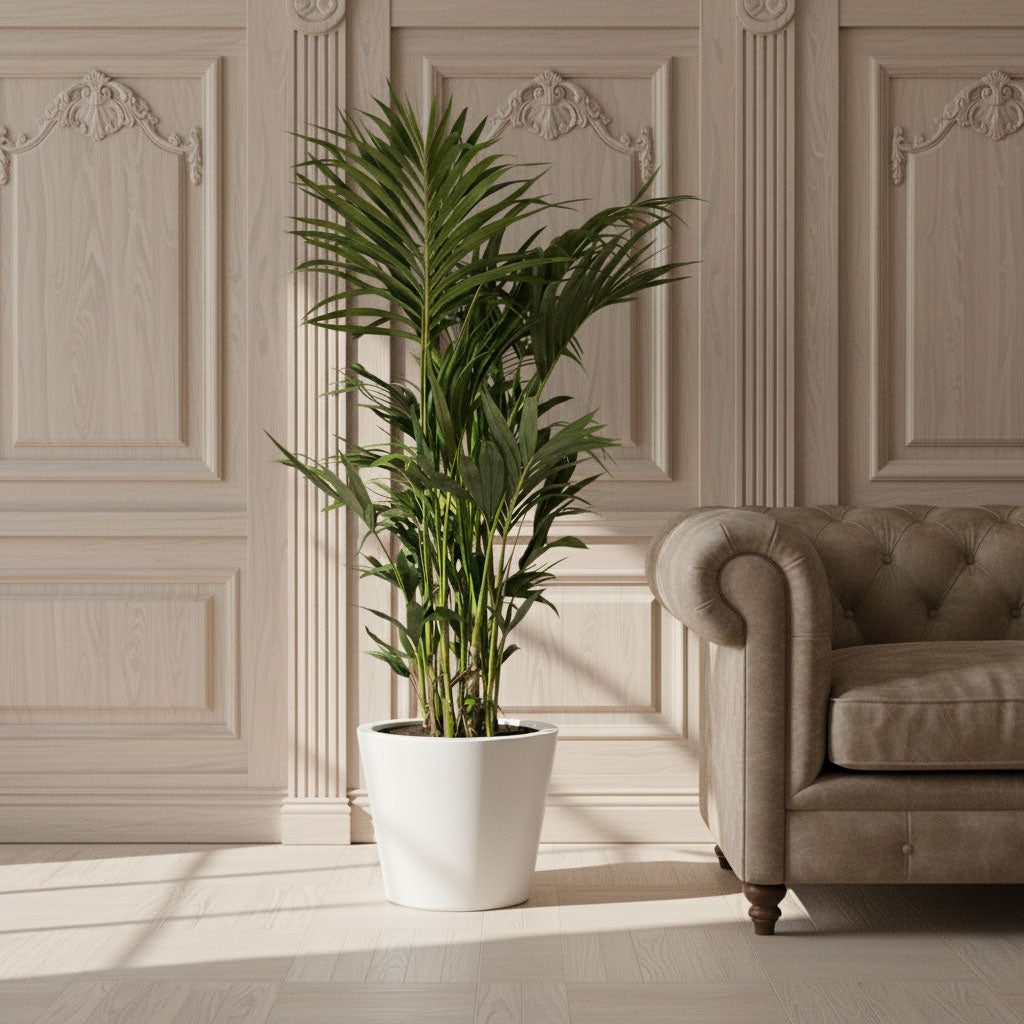 A kentia palm in a white planter beside an armchair