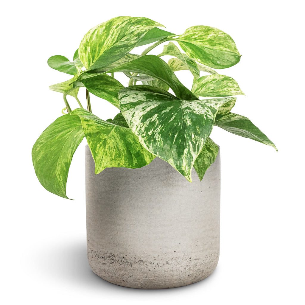 Marble Queen Pothos