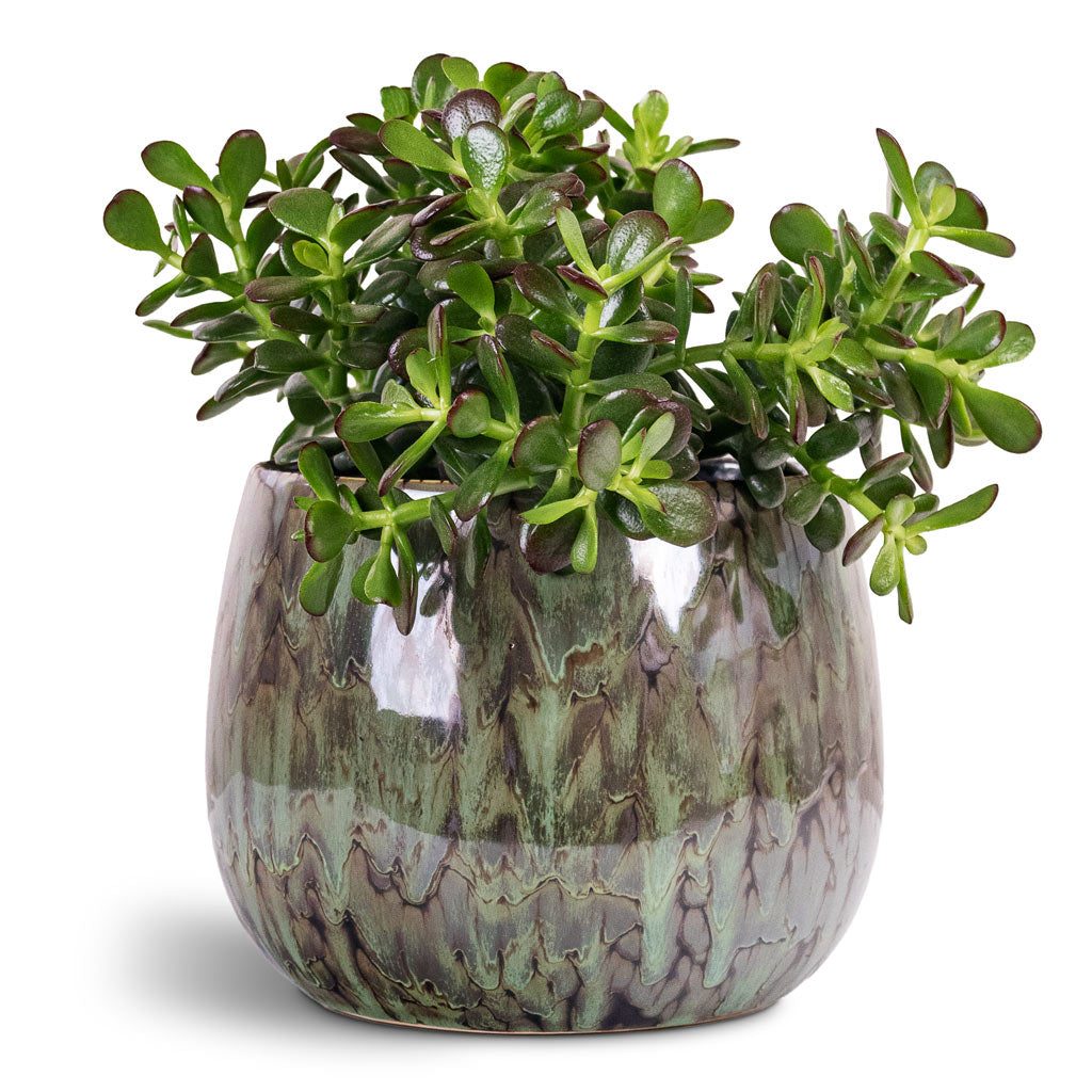 Miniature Jade