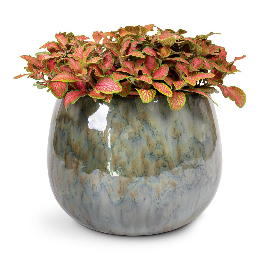 Nerve Plant
