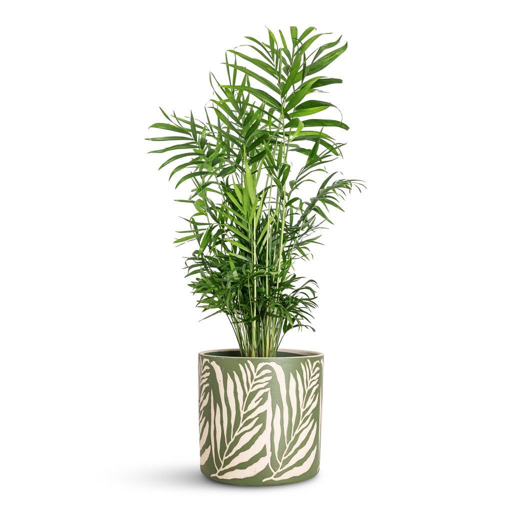 Parlor Palm