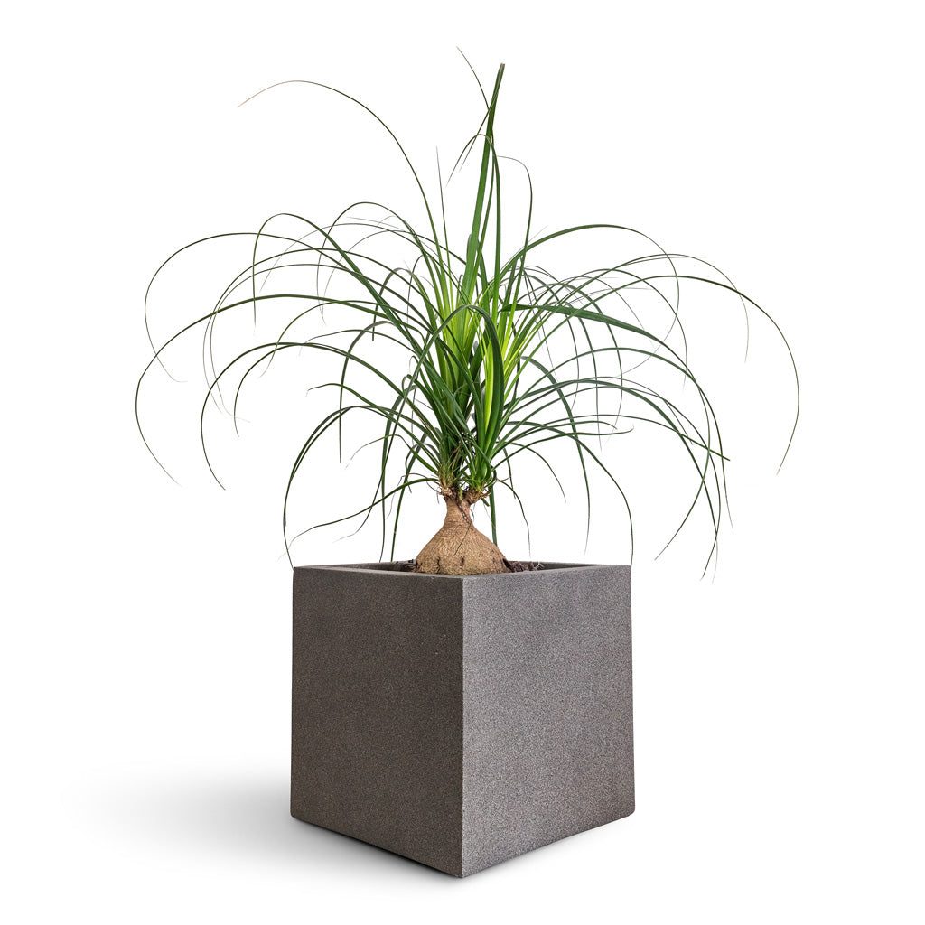 Ponytail Palm
