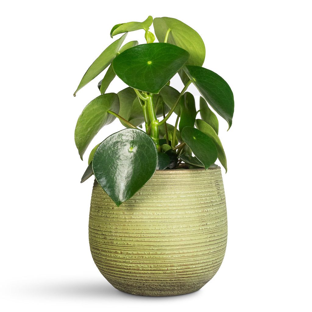 Raindrop Peperomia