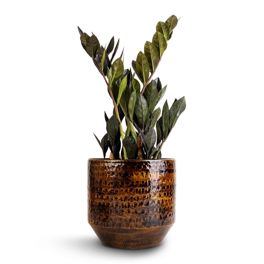 Raven ZZ Plant