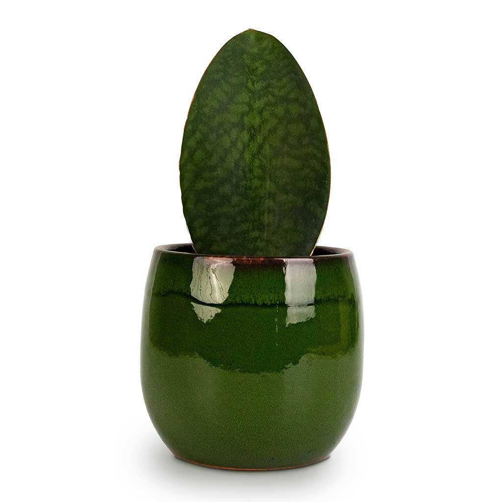 Shark Fin Snake Plant