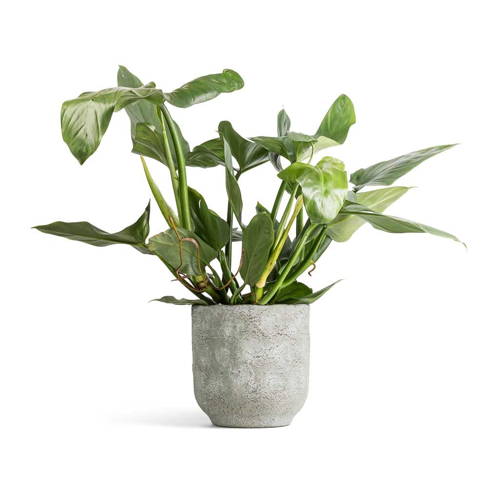 Silver Sword Philodendron