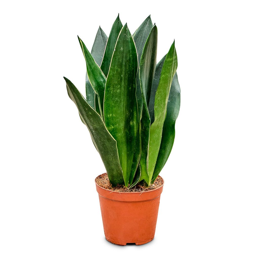 Snake Plant 'Black Diamond'