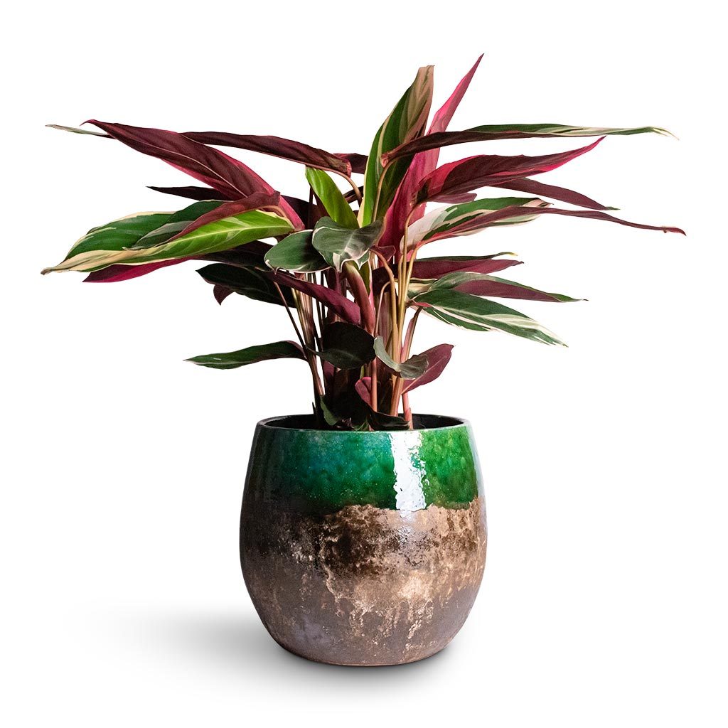 Stromanthe 'Triostar'