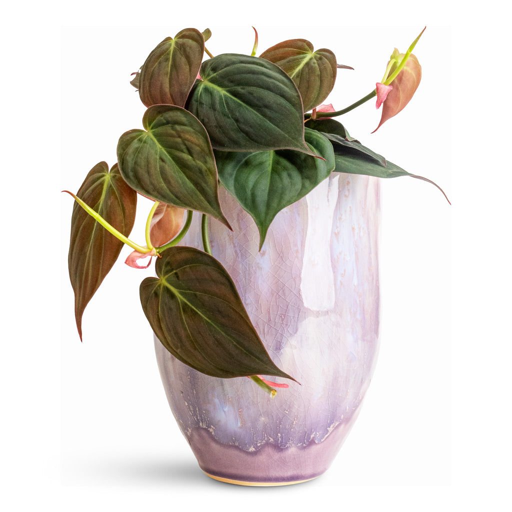 Velvet Leaf Philodendron