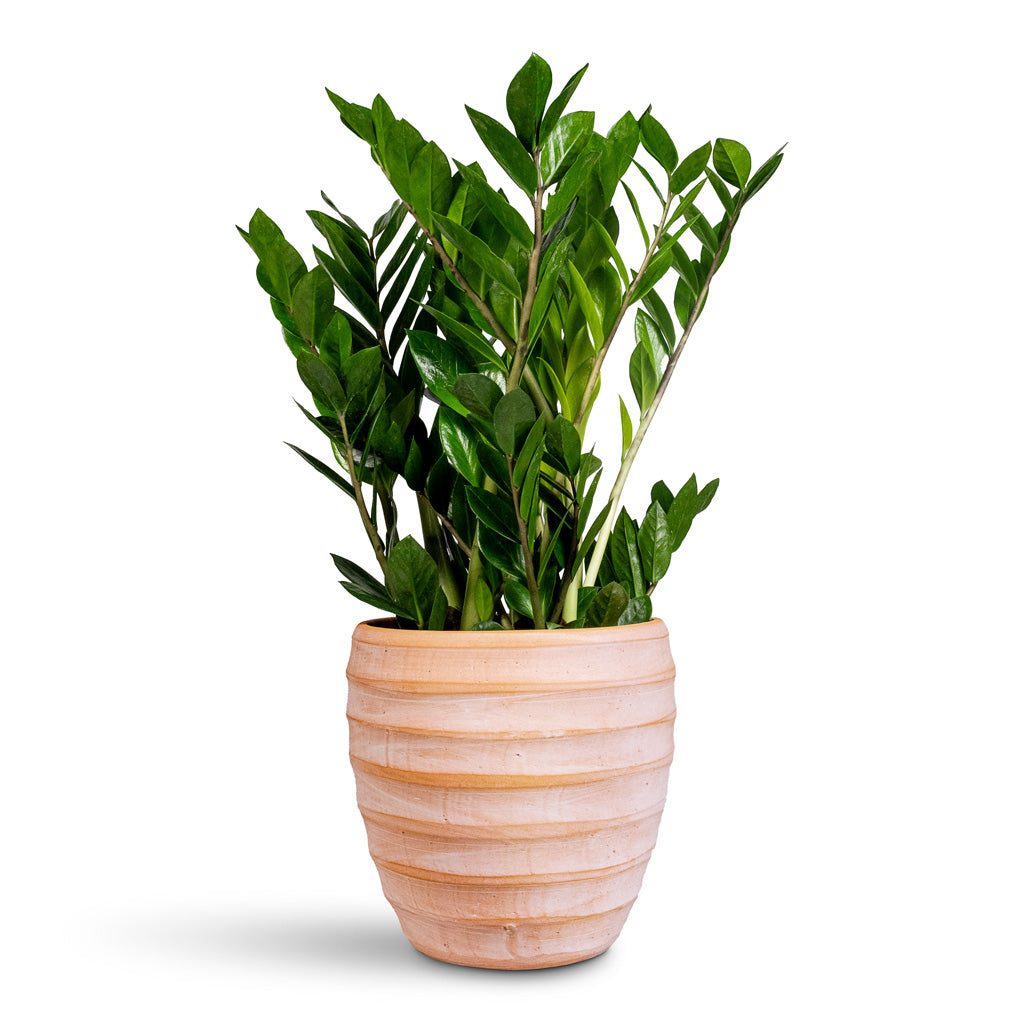 ZZ Plant