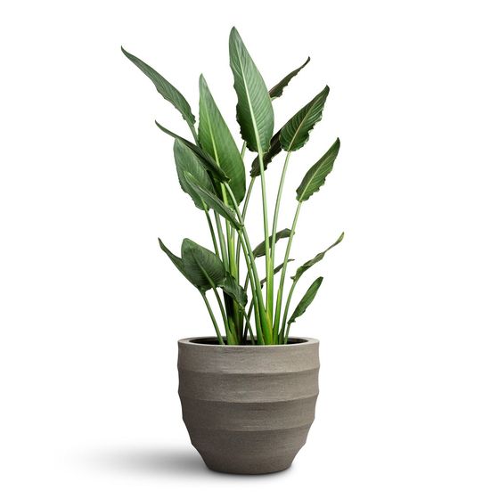 Bird of Paradise