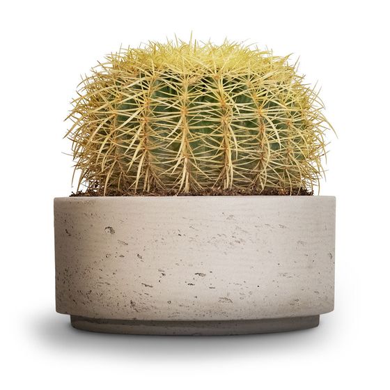 Golden Barrel Cactus