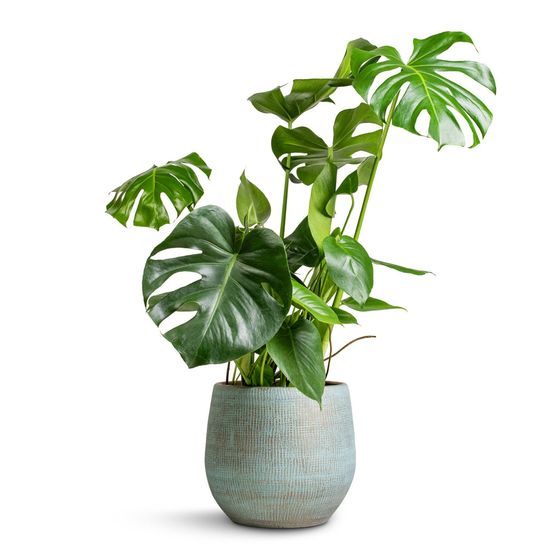 Monstera