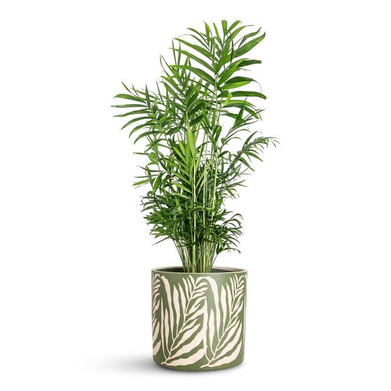 Parlor Palm