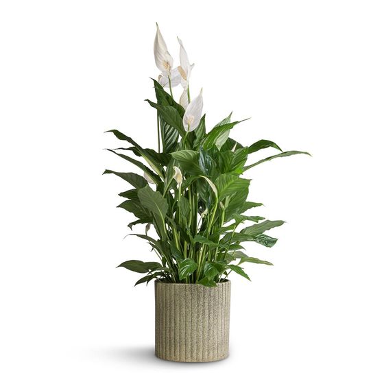 Peace Lily