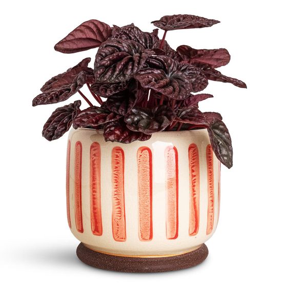 Peperomia 'Red Luna'