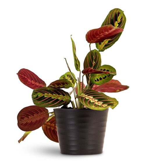 Red Prayer Plant