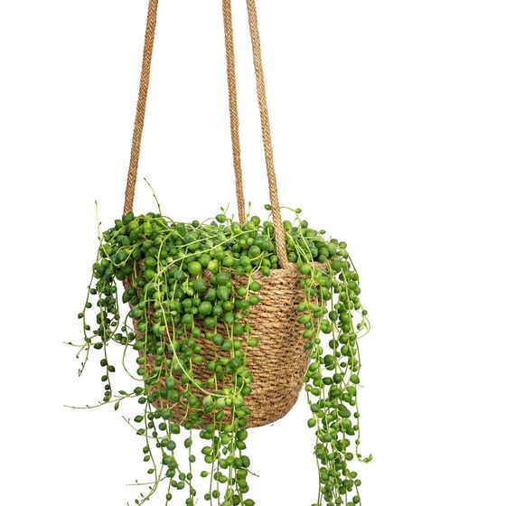 String of Pearls